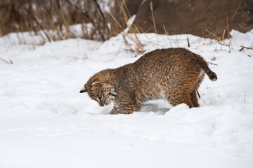 Wall Mural - Bobcat (Lynx rufus) Digs Into Snow Winter