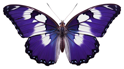 Canvas Print - PNG Purple Emperor Butterfly butterfly animal insect.