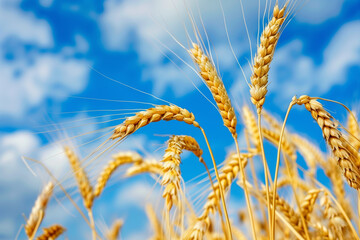 Ears of grain against the blue sky.