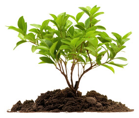 Sticker - PNG Plant leaf soil tree.