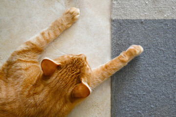 Wall Mural - Happy ginger cat sleeping at home. Cute tabby cat resting in a house. 