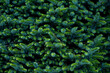 © Bisual Studio/Stocksy - Vew of thick green trees