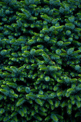 Vew of thick green trees