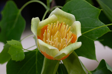 Wall Mural - Flowers of tulip tree (Liriodendron tulipifera) blooming in spring . Unopened flower bud at upper left.