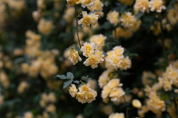 Wall Mural - Beautiful Yellow Banksia Rose in the garden. Floral spring background.