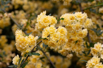 Wall Mural - Beautiful Yellow Banksia Rose in the garden. Floral spring background.