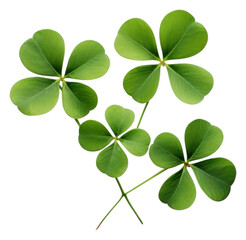 Poster - PNG Leaf clover plant white background.