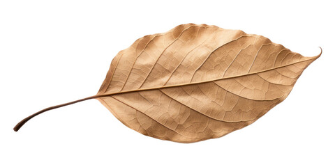 Canvas Print - PNG A dry leaf plant white background fragility.