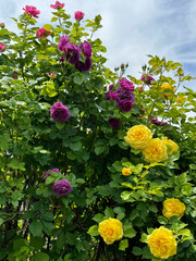 Wall Mural - Roses admirable shrub yellow purple flowers 