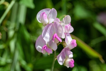 Wall Mural - Flowers of the vetch Lathyrus heterophyllus