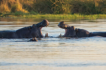 Wall Mural - Hippopotamus in the Okavanga Delta in Botswana. An aggressive hippo bull shows dominant behaviour