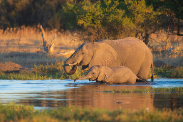 Wall Mural - Elephants with baby in Moremi game reserve Africa, Family of Elephants , Elephants taking a bath in a water poolwith mud, eating green grass. African Elephants in landscape, green Africa, Botswana