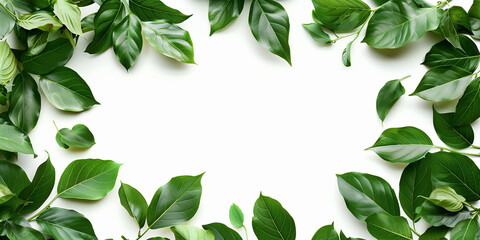 A white background with lemons leaves and citrus fruits, isolated from the background and with copy space