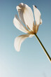 © Serge Filimonov/Stocksy - White flower under blue sky