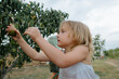 © Anna Artemenko/Stocksy - little girl picks pears