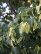 © Dana - European linden, ornamental and medicinal plant, tillia cordata