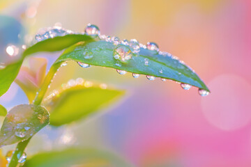 Dew-Covered Plant with Vibrant Pastel Bokeh Background.