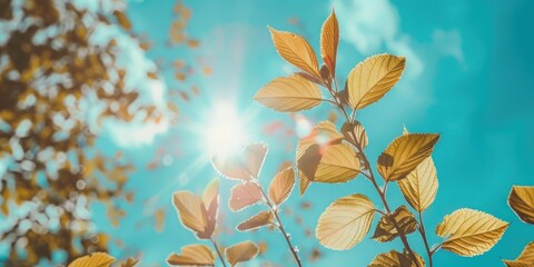 Poster - Sun shining through leaves against a blue sky