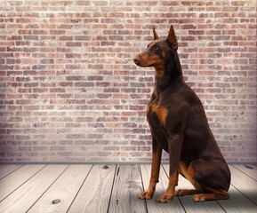 Wall Mural - Happy smart dog sitting and posing