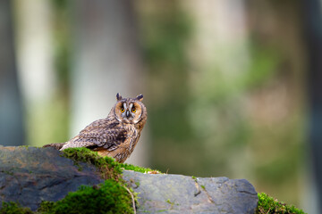 Poster - Long-eared owl standing on the mossy rock in the bacground of the summer forest. Asio otus