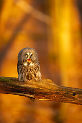 Poster - Great Grey Owl Perched On Branch In Autumn Forest