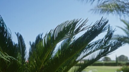 Wall Mural - Close-up of a lush cycas revoluta plant outdoors in the puglia region of southern italy against a clear blue sky.