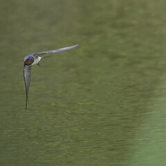 Sticker - barn swallow in flight