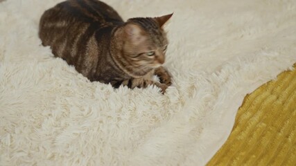 Wall Mural - A brown cat rests indoors on a soft, white, furry mat set against a yellow background in a cozy home environment, creating a serene and warm scene.