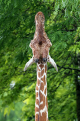 Sticker - Reticulated giraffe (giraffa camelopardalis reticulata) close up view