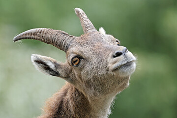 Canvas Print - The Alpine ibex (Capra ibex), also known as the steinbock