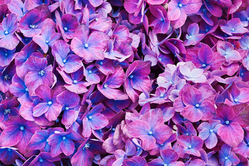 Wall Mural - Purple hydrangeas flowers background. Greeting card