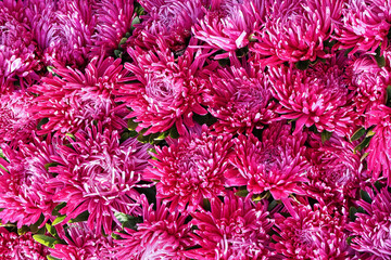 Wall Mural - Pink aster flowers background. Top view