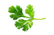 © Daniel - Coriander leaf isolated on a white background.