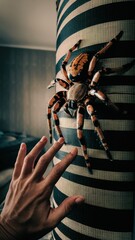 Poster - A person reaching out to touch a large spider on the wall, AI