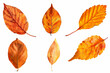 © Charis - Five different orange leaves