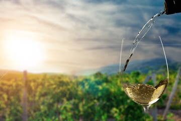 Sticker - Glass of white wine with green vineyards