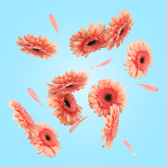 Wall Mural - Pink gerbera flowers in air on light blue background