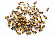 © Daniel - Swarm of bees isolated on transparent background