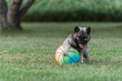 © Melanie DeFazio/Stocksy - Keeshond puppy