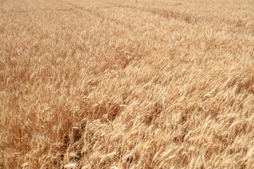 Large areas of ripe wheat in golden color