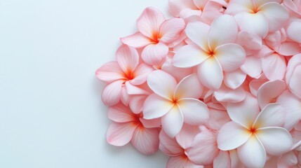 Wall Mural - delicate pink plumeria flowers arranged beautifully on a smooth white surface