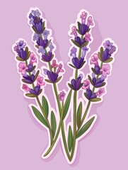 Canvas Print - Illustration of lavender flowers with purple and pink petals.