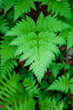 © Thomas Pickard/Stocksy - A beautiful green fern, in the countryside of Japan