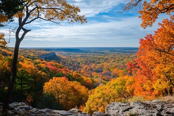 Wall Mural - autumn in the forest