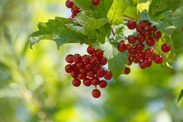 Wall Mural - Close-up of guelder-rose berries on a sunny day