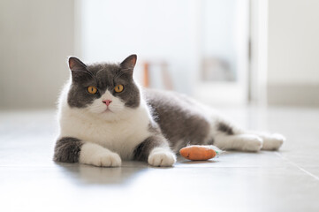 British shorthair cat lying on the floor