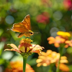 Canvas Print - A butterfly perches on a bright orange flower in a sunny garden.