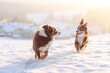 © rolfo/Stocksy - Two dogs are running in the snow, one is brown and white and the