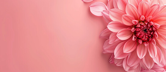 Wall Mural - there is a pink flower with a pink background