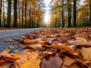 Wall Mural - close-up of autumn leaves on the ground, sunlight filtering through trees, nature background with co